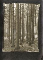 Trees in Moravian Forest
