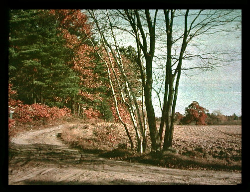 Autumn Scene