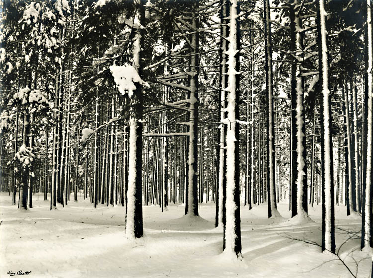 Snow Covered Trees in Chamonix