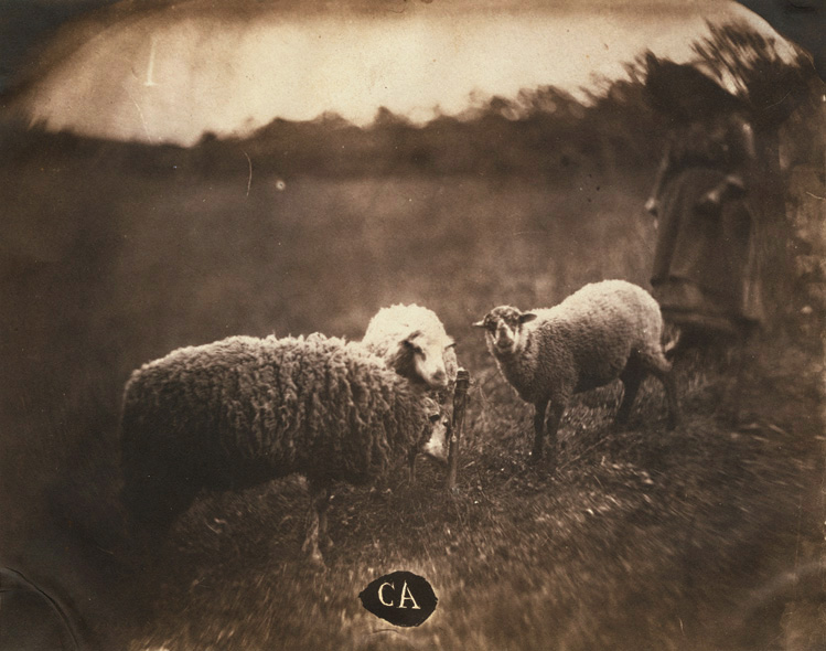 Sheep and Peasant Girl
