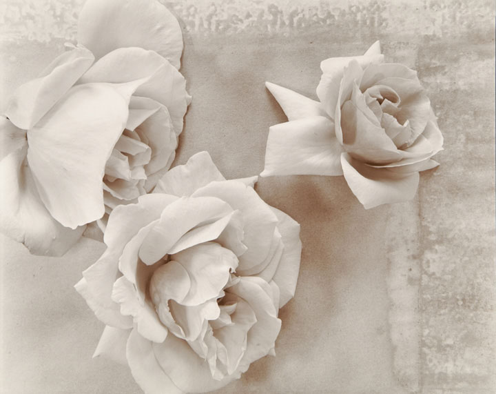 Photo Detail - Olivia Parker - Roses (from "Lost Objects portfolio)