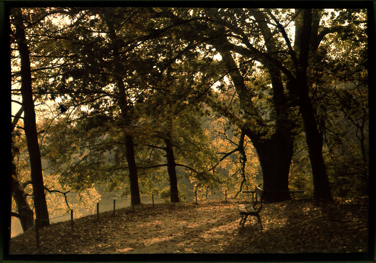 Louis and Auguste Lumiere (attributed to) - Beautiful Scene in the Woods with a Bench Louis and Auguste Lumiere (attributed to) - Beautiful Scene in the Woods with a Bench
