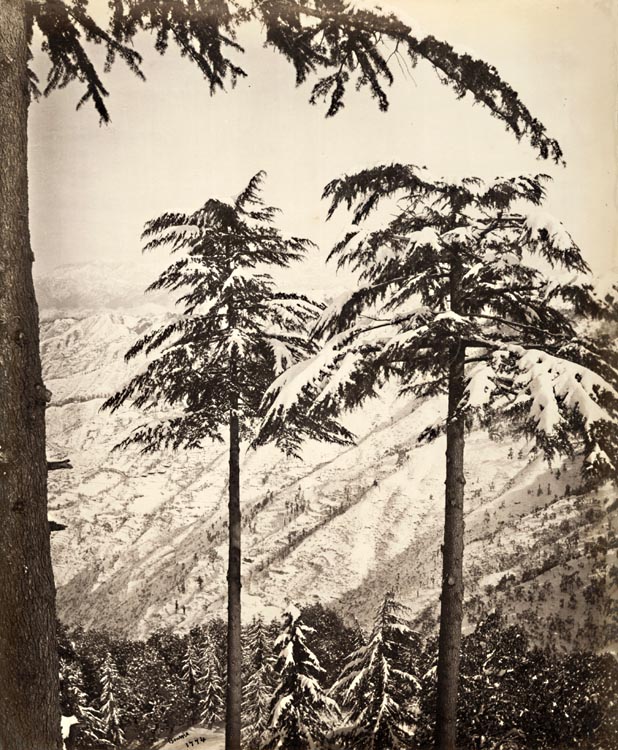 Samuel Bourne - Snowcapped Deodars, Simla, India Samuel Bourne - Snowcapped Deodars, Simla, India