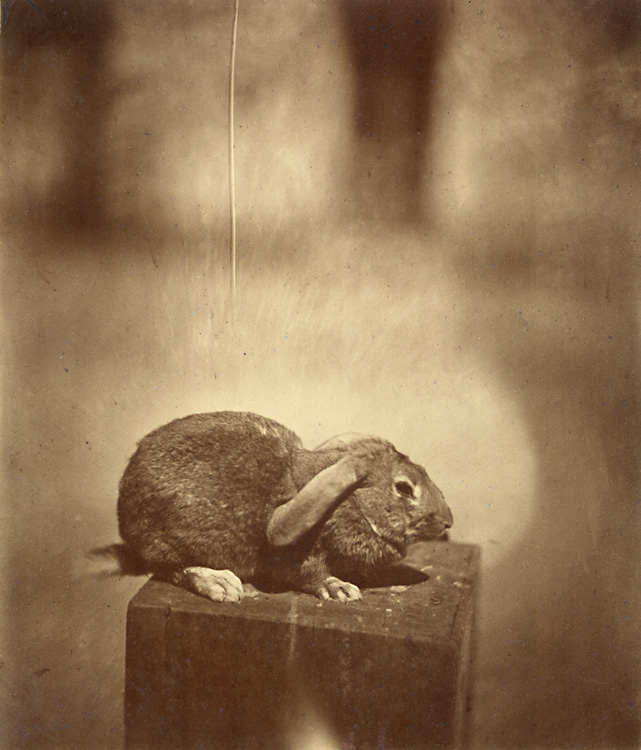 Louis Godefroy De Lucy - Lapin Domestique (Common Rabbit) Louis Godefroy De Lucy - Lapin Domestique (Common Rabbit)
