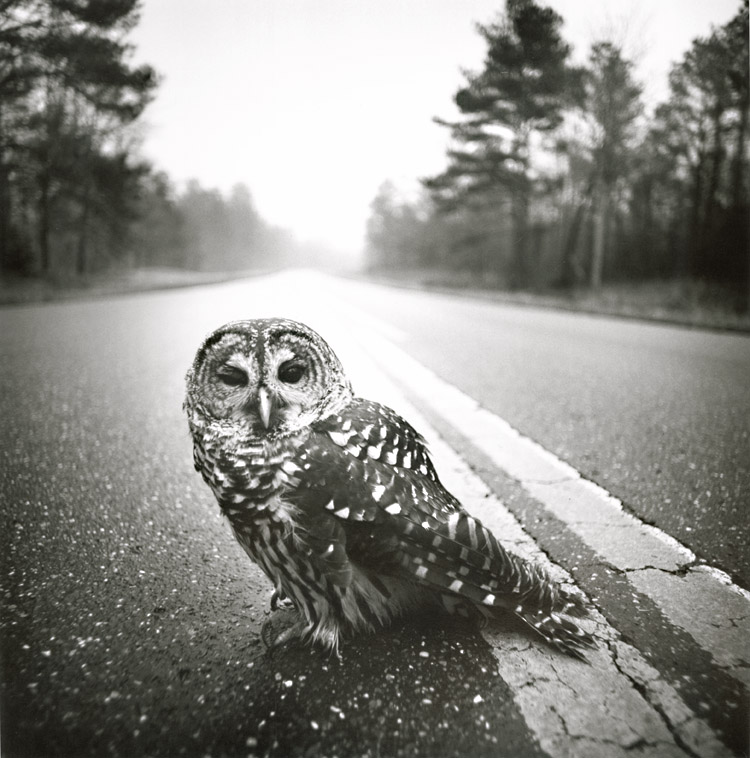 Arthur Tress - Owl, Big Thicket, Texas
