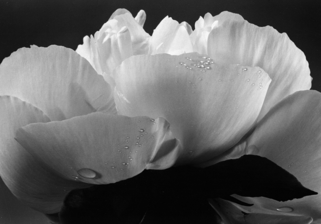 Yasuhiro Ishimoto - Chinese Peony Yasuhiro Ishimoto - Chinese Peony