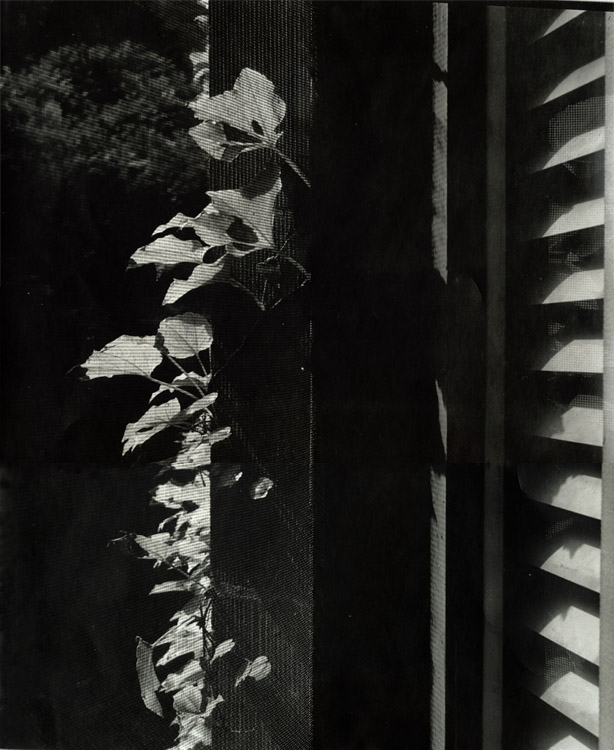 Ilse Bing - Still Life of Vine and Louvres Ilse Bing - Still Life of Vine and Louvres
