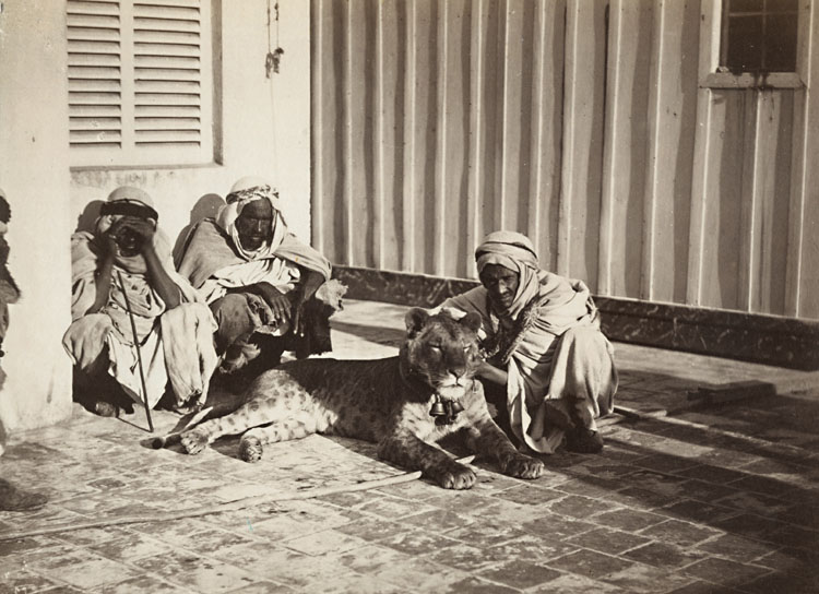 Anonymous - A Lion and Marabout Anonymous - A Lion and Marabout