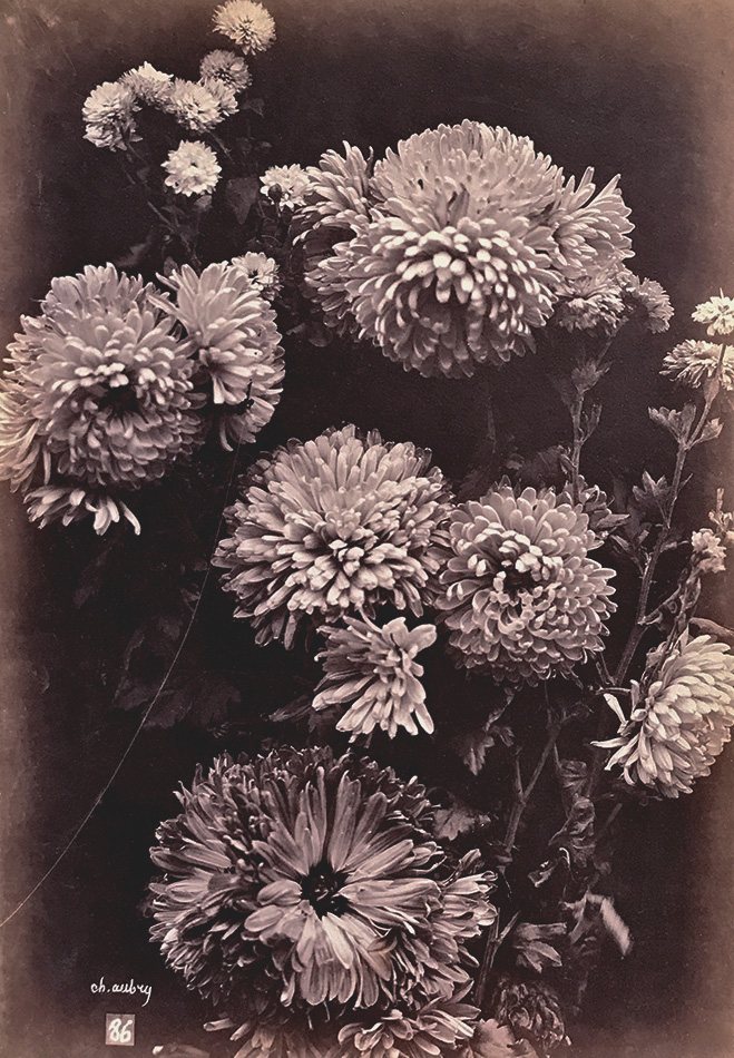 Photo Detail - Charles Hippolyte Aubry - Asters (Reines-Marguerites)
