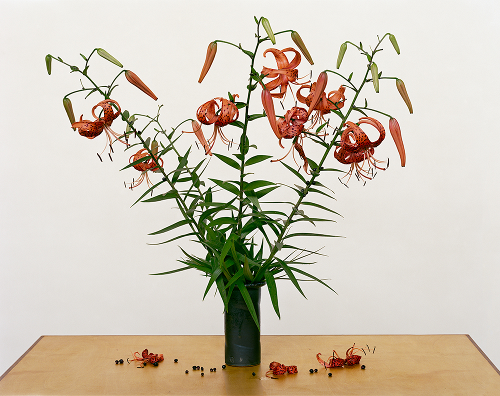 Paula Chamlee - From the series "From the Field." "Turk’s Cap Lily, 2013”