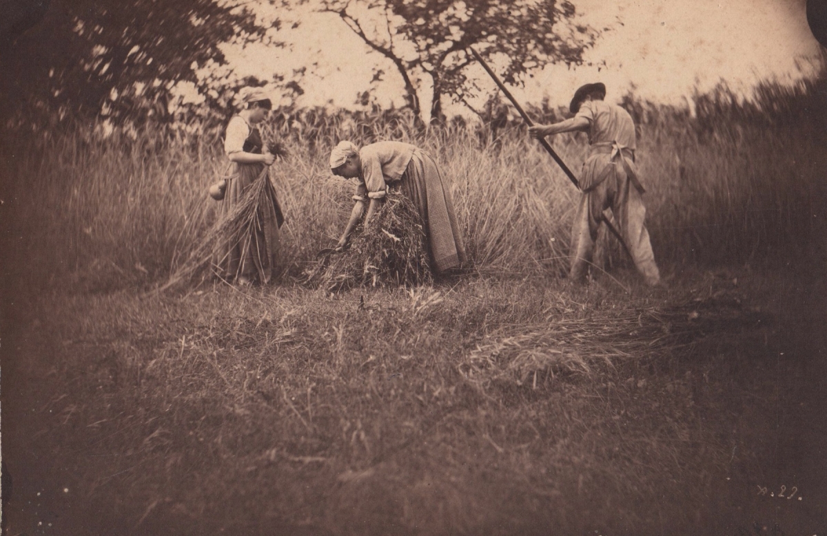 Auguste Giraudon's Artist - Group Harvesting Wheat Crop