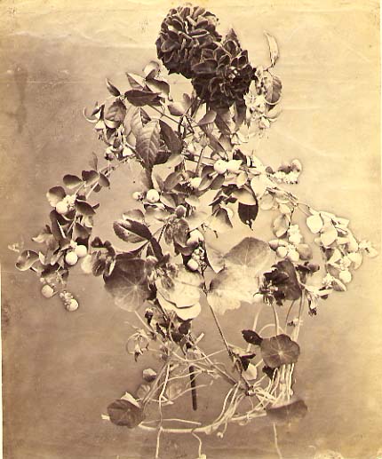 Edible Flower Study