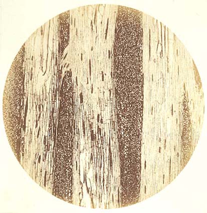 Biological Microscope Study of Fossilized Wood