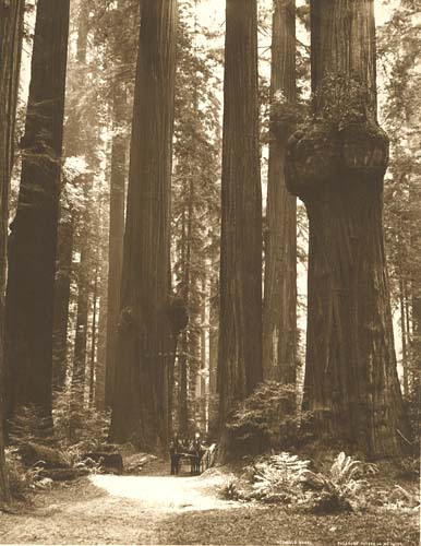 Redwood Burl, California