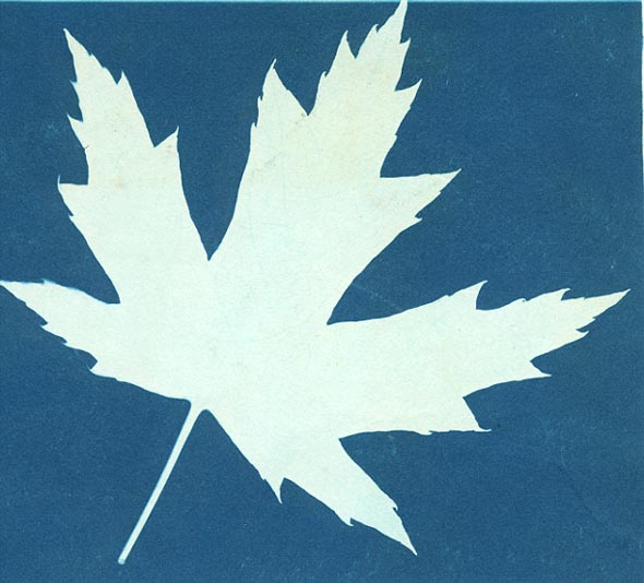 Photogram of a Leaf