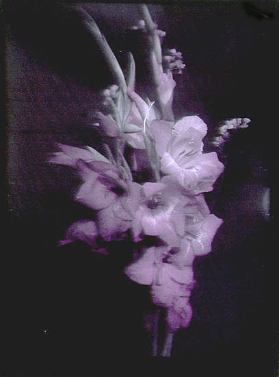 Gladiola