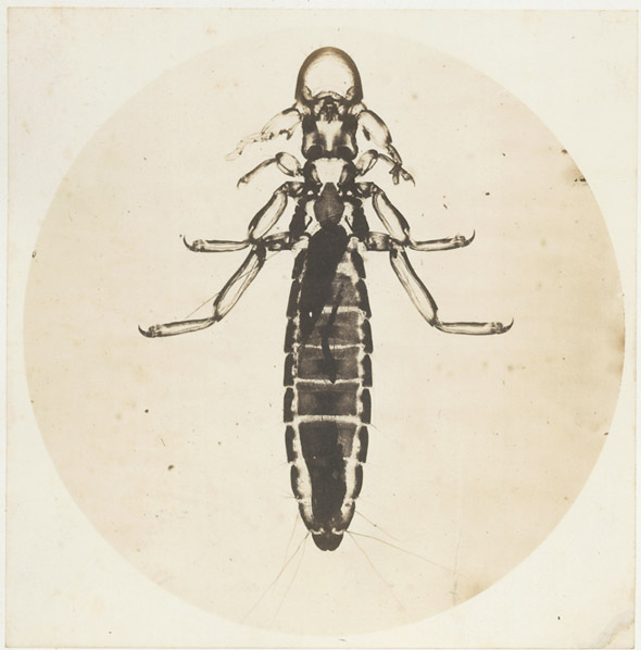 Ricin du Coq, (gross 1300 fs.)