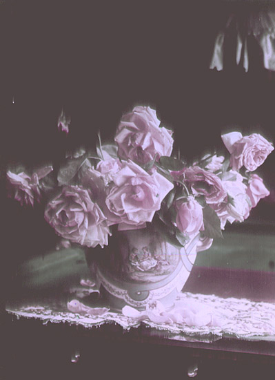 Wilting Roses