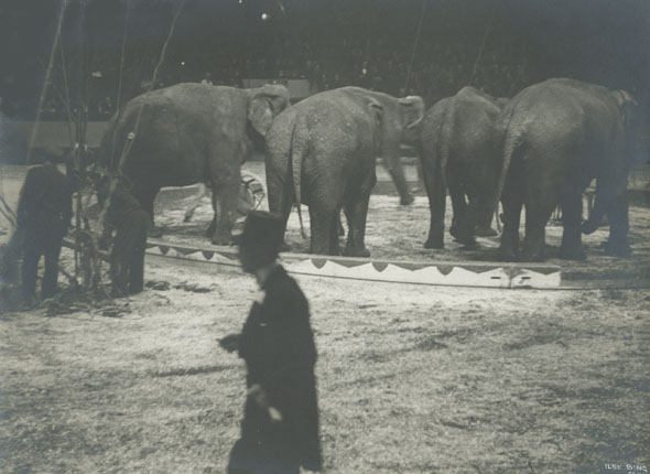 Circus Elephants and Ring Master