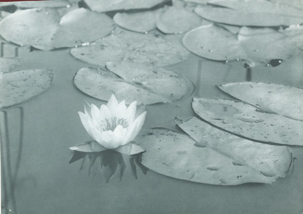 Water Lily Pads