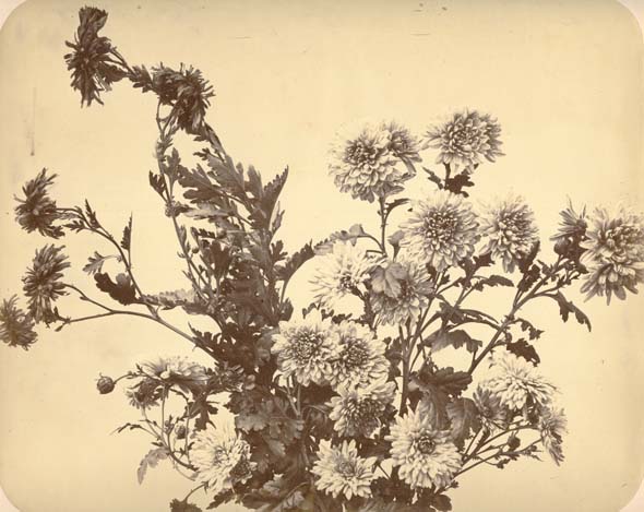 Adolphe Braun - Floral Arrangement of Chrysanthemums Adolphe Braun - Floral Arrangement of Chrysanthemums