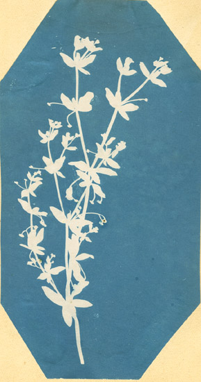 Botanical Photogram