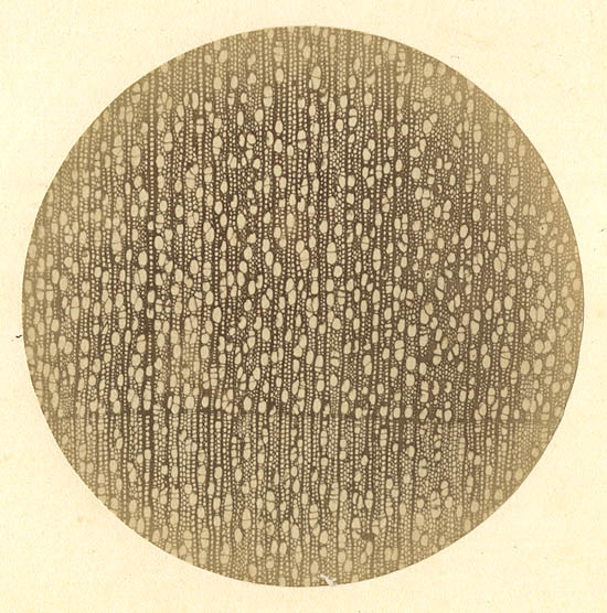 Microphotograph of Traverse Section of Wood (Horse Chestnut)