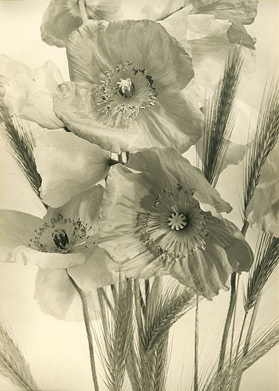 Jean-Marie Auradon - Poppies and Wheat Stalks Jean-Marie Auradon - Poppies and Wheat Stalks