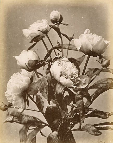 Peonies