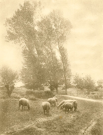 Sheep in Pasture