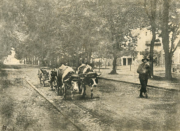 Photo Detail - A. P. - Man Leading Oxen Carts up Street