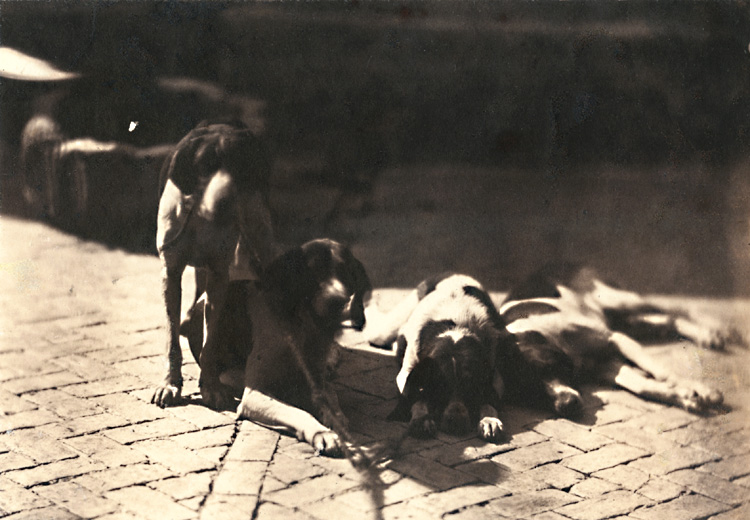 Count Olympe Aguado - Hunting Dogs