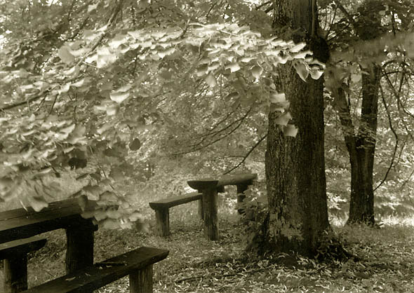 Photo Detail - Petr Helbich - Trees and Wooden Picnic Benches