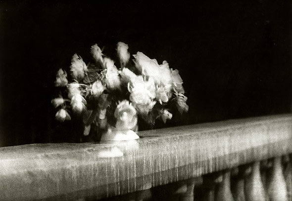 Les Roses, Stutgart (Fotosinteza)