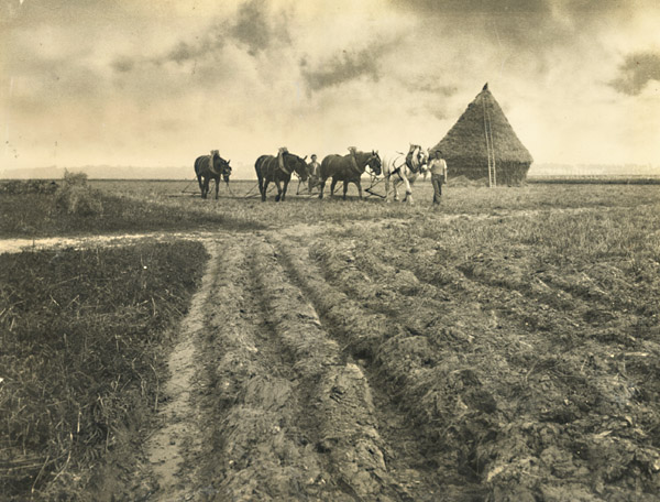 Hersage (Harrowing or Plowing to Enrich the Soil)