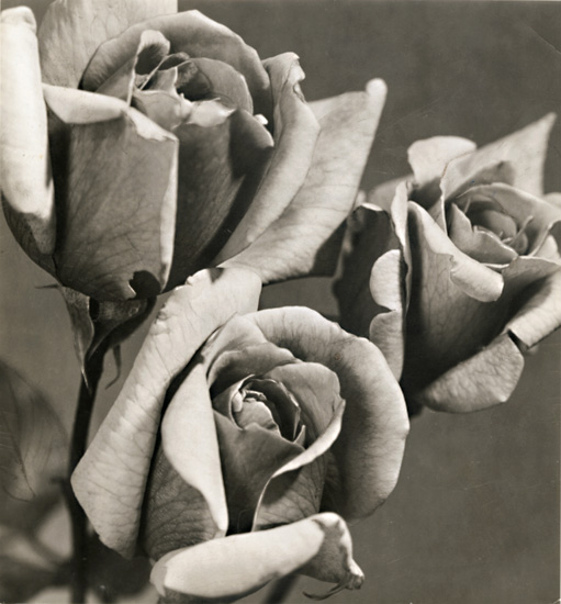 Photo Detail - Pierre Auradon - Roses