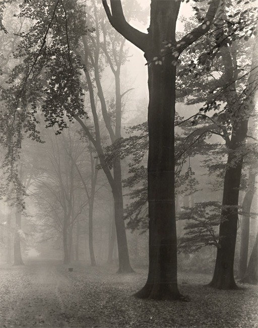 Fog in Park  Sanssouci, Potsdam, Germany
