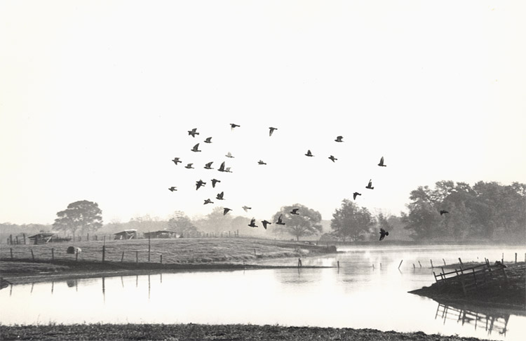 William Carter - Birds in Flight Farm, Illinois