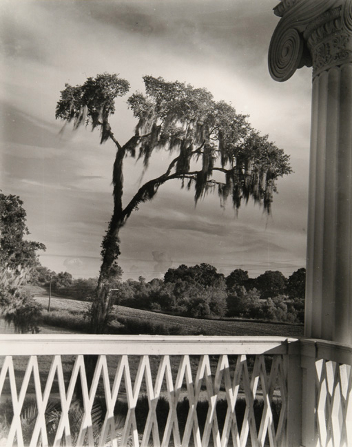 The Enchanted Tree ( madewood Plantation)