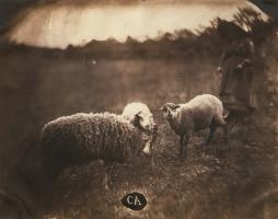 Click for details about Aguado (attributed to) - Sheep and Peasant Girl Aguado (attributed to) - Sheep and Peasant Girl