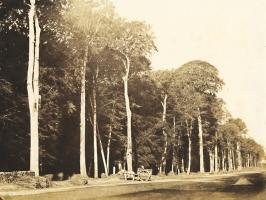 Le Gray - Horse and Cart, Forest of Fontainebleau