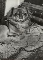 Click for details about Brassai (Gyula Halasz) - A Pekinese Brassai (Gyula Halasz) - A Pekinese