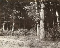 Marville - Trees