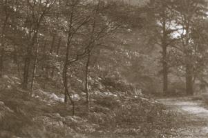 Click for details about Bolton - Forest Path Bolton - Forest Path