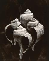Click for details about Parker - Whelks (from "Lost Objects portfolio) Parker - Whelks (from "Lost Objects portfolio)