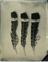 Click for details about Bidegain - Red Feathers and Blown Away, Dyptic Bidegain - Red Feathers and Blown Away, Dyptic