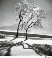 Click for details about Eisenstaedt - Trees in Snow, near Saint-Moritz, Switzerland Eisenstaedt - Trees in Snow, near Saint-Moritz, Switzerland