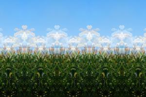 Click for details about Schreiner - Corn & Clouds (Mosaic) Schreiner - Corn & Clouds (Mosaic)