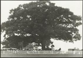 Thumma - Amish Burial under the Family Tree