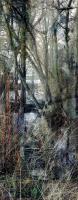 Click for details about Holden - Tree III (from Series "Constructed Landscapes") Holden - Tree III (from Series "Constructed Landscapes")